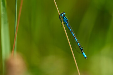 Gemeine Becherjungfer (Enallagma cyathigerum) Männchen	
