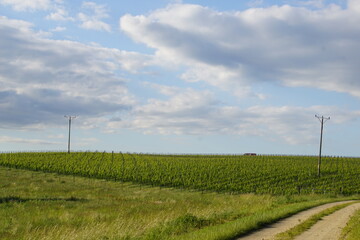 Vineyard in Bagieniec, Lower silesia, Poland, Photographed in June 2022 © Paulina
