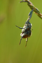 Gartenlaubkäfer (Phyllopertha horticola) bei der Paarung	