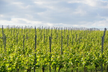 Vineyard in Bagieniec, Lower silesia, Poland, Photographed in June 2022 © Paulina