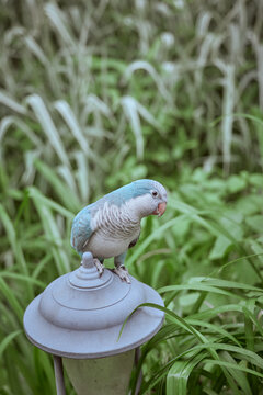 Beautiful Adorable Blue Quaker Parrot posing, eating green leaves outdoors summer blooming trees colorful artistic photography for fine art prints