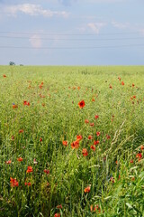 Poppies, meadow, polish fields, Lower silesia, summer 2022 Maki i habry na polu, dolnyslask, lato 2022 © Paulina