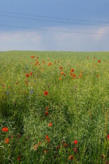 Poppies, meadow, polish fields, Lower silesia, summer 2022 Maki i habry na polu, dolnyslask, lato 2022 © Paulina