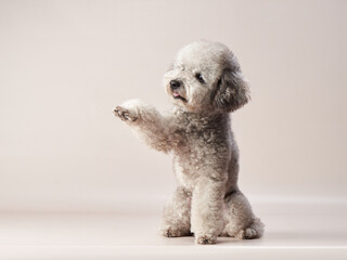silver toy poodle on a beige background. curly dog in photo studio. Maltese, maltipoo