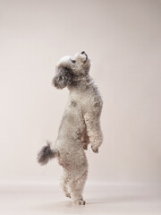 silver toy poodle on a beige background. curly dog in photo studio. Maltese, maltipoo