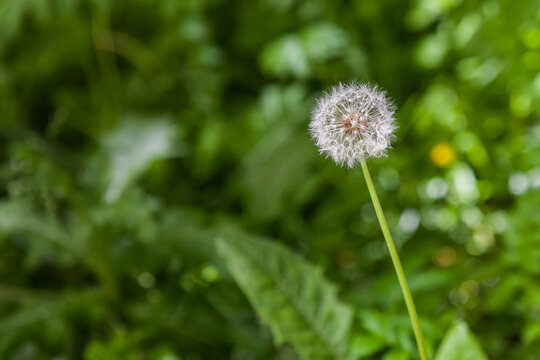 White, airy, dandelion flower on a green background