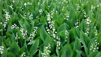 Blooming lily of the valley flowers in a clearing in the forest. Natural background with blooming lilies of the valley. Dizzying aroma. Selective focus. Summer. - obrazy, fototapety, plakaty