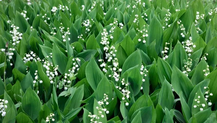 Kussenhoes Blooming lily of the valley flowers in a clearing in the forest. Natural background with blooming lilies of the valley. Dizzying aroma. Selective focus. Summer. © DiandraNina
