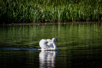 swan on the lake