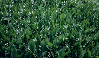 Blooming lily of the valley flowers in a clearing in the forest. Natural background with blooming...