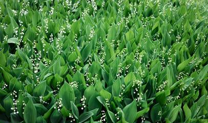 Blooming lily of the valley flowers in a clearing in the forest. Natural background with blooming...