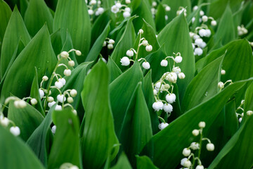 Blooming lily of the valley flowers in a clearing in the forest. Natural background with blooming...