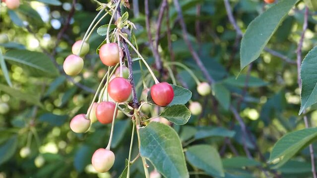 cherry fruits that have just started to ripen, cherries that turn red on the cherry tree,