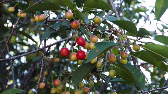 cherry fruits that have just started to ripen, cherries that turn red on the cherry tree,