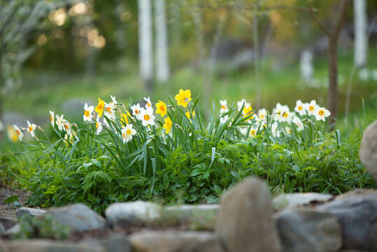 White daffodils, Poeticus daffodils, Narcissus poeticus Actaea, flowers in springtime. Blurred, bokeh background.