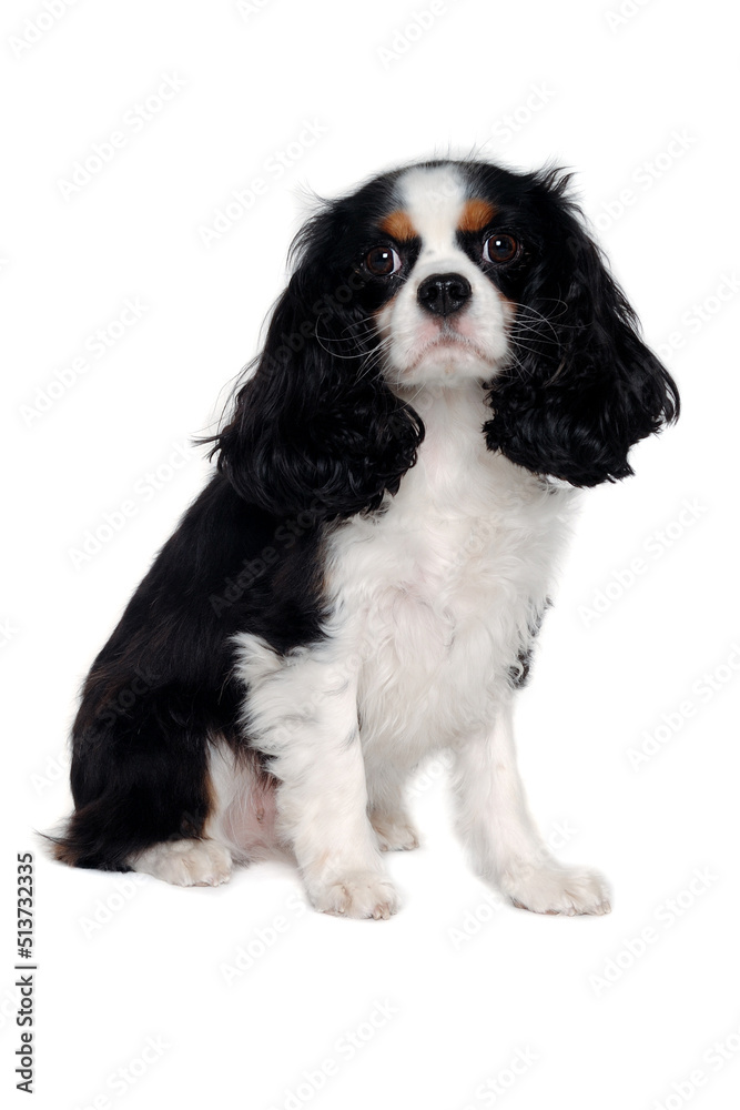 Wall mural Sad Cavalier King Charles Spaniel dog