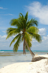 Tropical beach. The Dominican Republic, Saona Island - 513732304