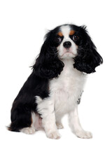 Sad Cavalier King Charles Spaniel dog - 513732335