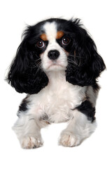 Sad Cavalier King Charles Spaniel dog resting - 513732337
