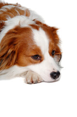 Sad  Kooiker dog resting - 513732357