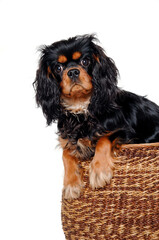 Sad Cavalier King Charles Spaniel dog in a basket - 513732359