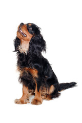 Happy Cavalier King Charles Spaniel dog - 513732361