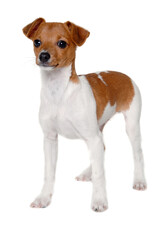Happy Jack Russell-terrier dog - 513732363