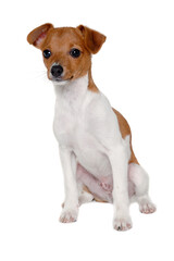 Happy Jack Russell-terrier dog - 513732369