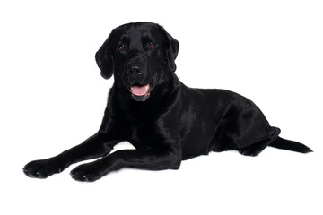 Happy balck labrador retriever dog - 513732370