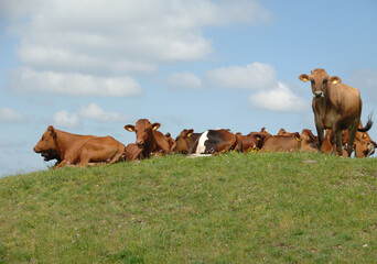 Cows resting on green grass