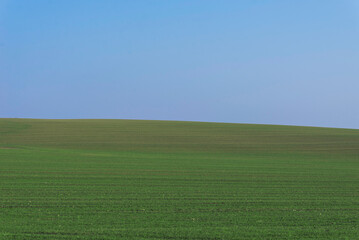 Green field with blue sky as background.