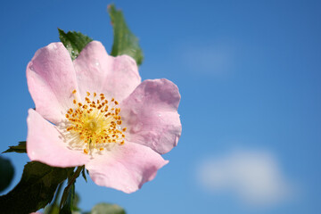 A beautiful flower with large pink petals on a blue sky background with the main focus on the stamens of the flower
