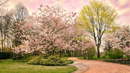 Cherry blossoms in Berlin. In spring, the cherry trees bloom in full splendor.
