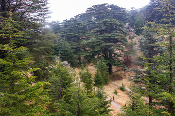 Cedar trees in the mountains - Lebanon - obrazy, fototapety, plakaty