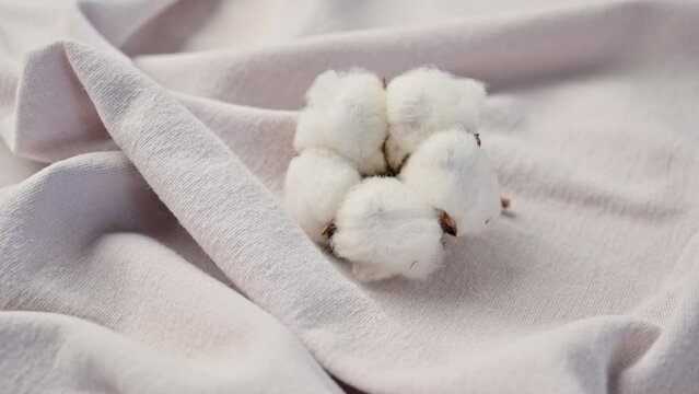 Beautiful lush cotton flower against a background of light gray or white fabric with folds. Cotton textiles texture, fabric industry. Natural cotton, organic fiber