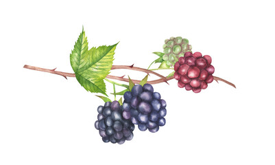 Watercolor Blackberry illustration