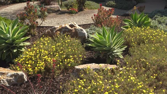 Beautiful drought tolerant residential landscaping with rocks and blooming yellow flowers