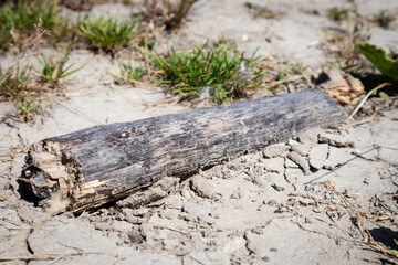 log or stick lying in the sand or desert
