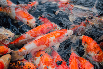 Obraz na płótnie Canvas movement of beautiful koi fish swimming in the pond