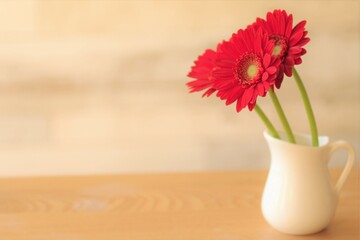 赤いガーベラの花
