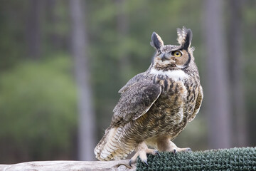 Great Horned Owl outdoors