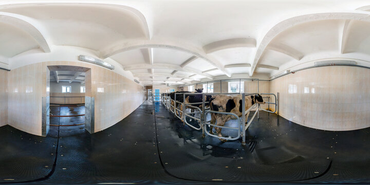 full seamless 360 panorama inside of interior of cowshed with cows in equirectangular spherical projection. Breeding cows in free animal husbandry. Livestock cow farm. Herd of black white cows