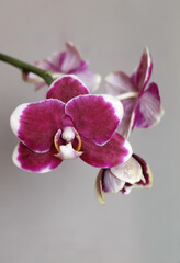 Burgundy orchid phalaenopsis cultivar Bellinzona, blooming peduncle, with space for an inscription, selective focus, vertical orientation.