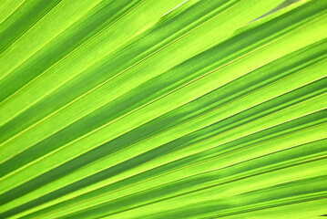 Obraz premium big palm leaves background , tree young green palm leaves natural green texture background