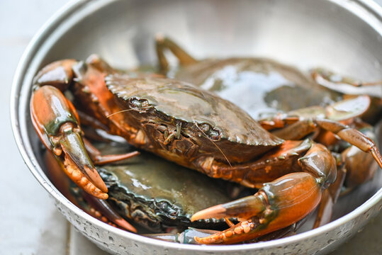 raw crab on pot , fresh mud crab for cooking food in the seafood restaurant
