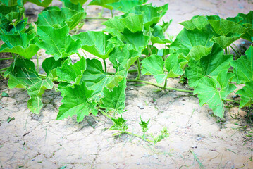 Green vine of pumpkin plant tree growing on ground on organic vegetable garden agriculture farm , zucchini pumpkin