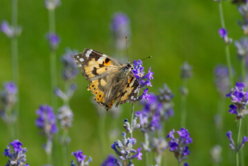 Painted Lady (Vanessa cardui) butterfly perched on lavender in Zurich, Switzerland