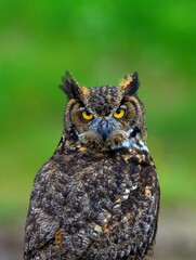 Great Horned Owl isolated looking at me.