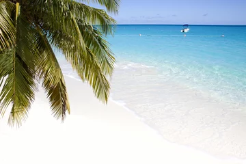 Crédence de cuisine en verre imprimé Plage de Seven Mile, Grand Cayman Soft wave of turquiose ocean water under palm branch
