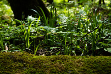 Green moss and little plants in the forest 10